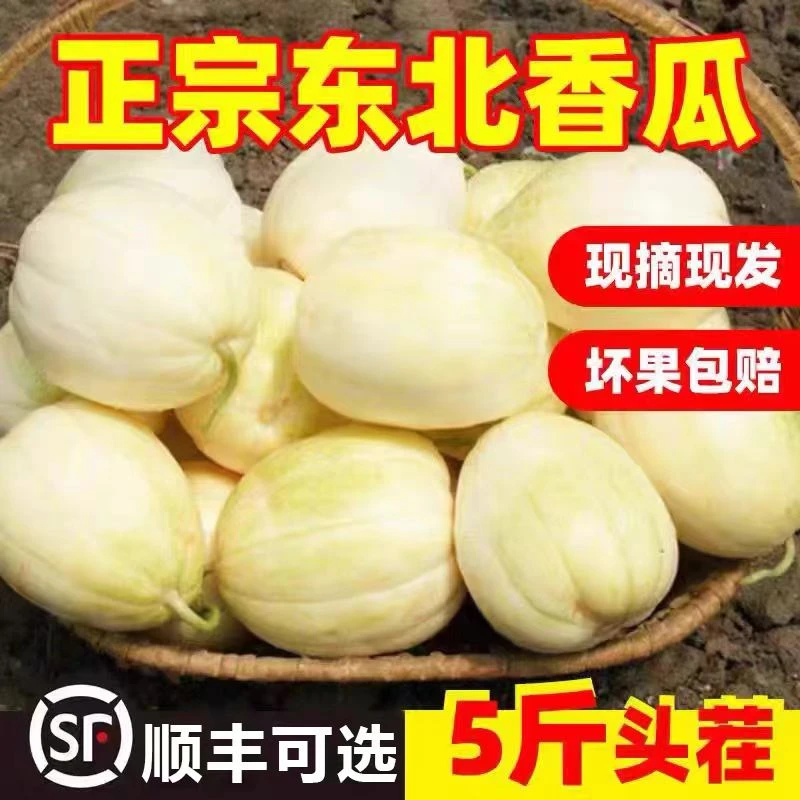(大超子)黑龙江甜香瓜5斤装(顺丰包邮)