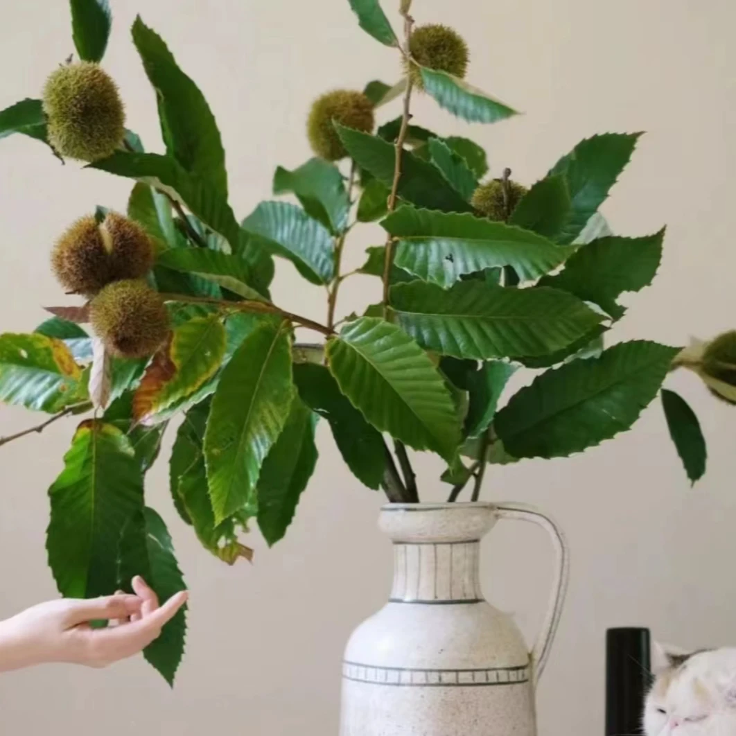 【植予花田】小众花板栗鲜切枝  再接再栗清新可爱
