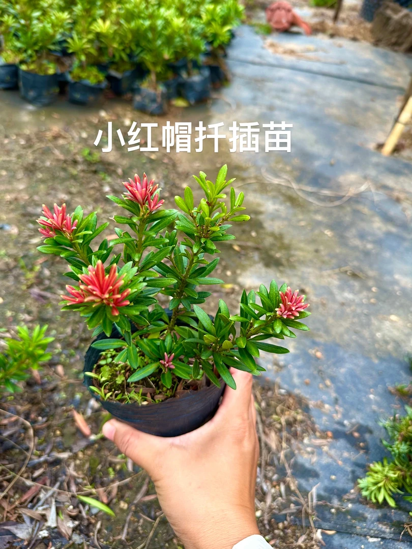 小红帽小叶红芽罗汉松 3-5年原生扦插杯苗公树，原杯土球发货