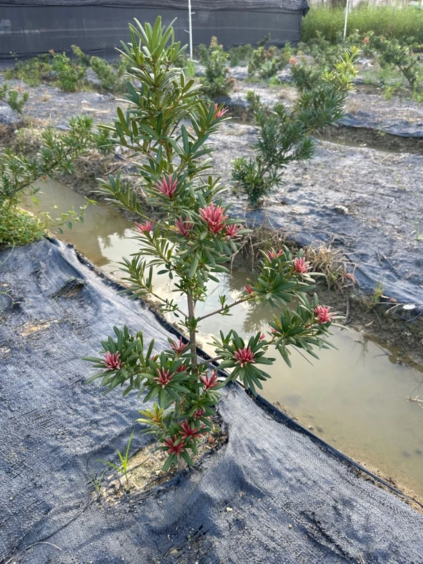 高苑红罗汉松，原生大苗，公树中叶型，四季红芽大红色