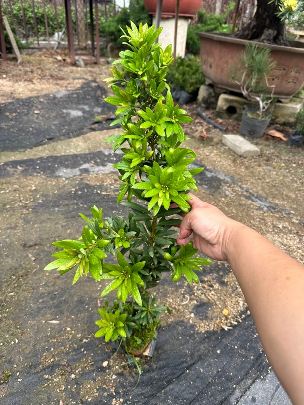 红荷肥叶罗汉松嫁接大苗，母树少果优良品种，叶宽厚茂密长势好