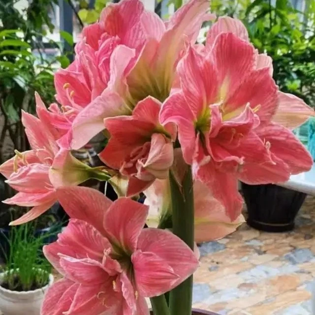 【12】美丽仙女  30/32进口开花球重瓣大花朵玫红条纹 高颜值叶绿