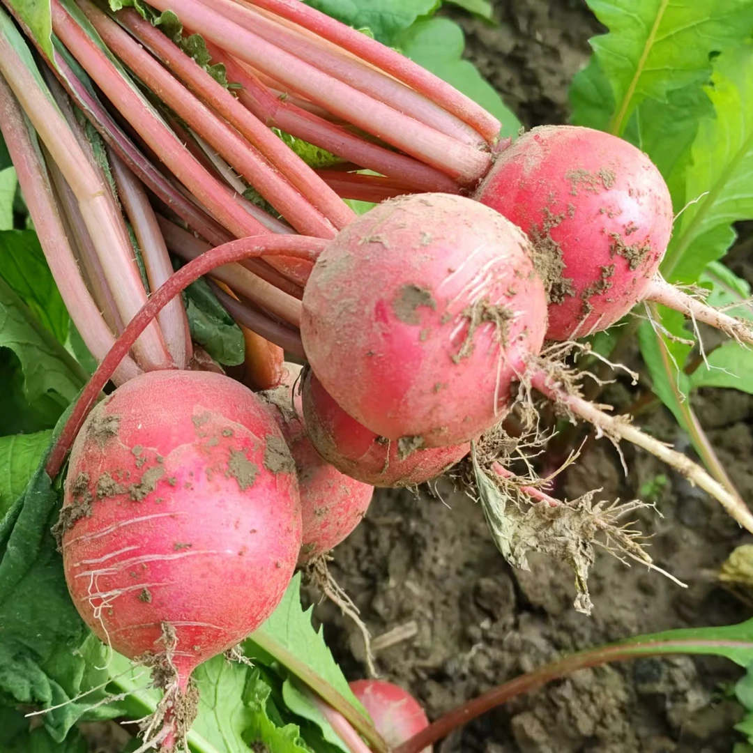 新鲜蔬菜红萝卜农家应季现拔老品红萝卜自种露天红圆萝卜湖北天门