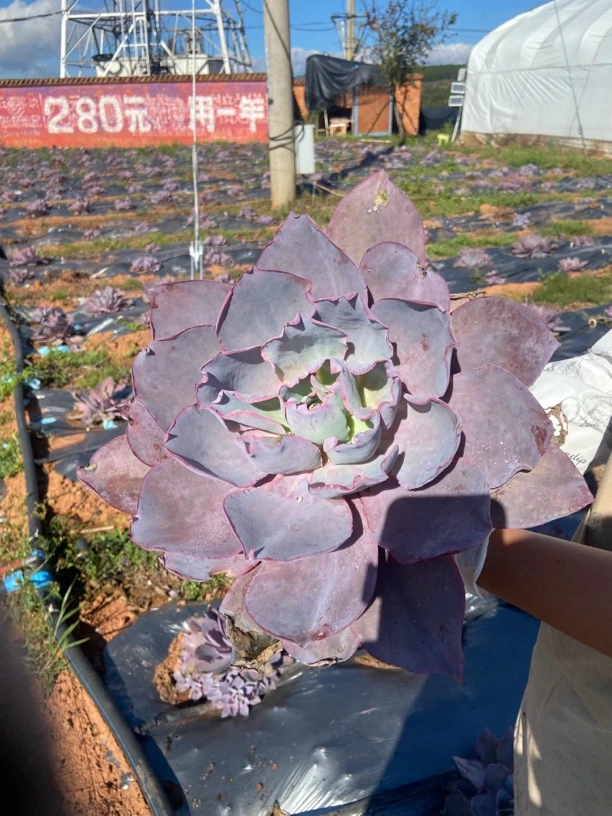 地栽大晚霞 精品多肉