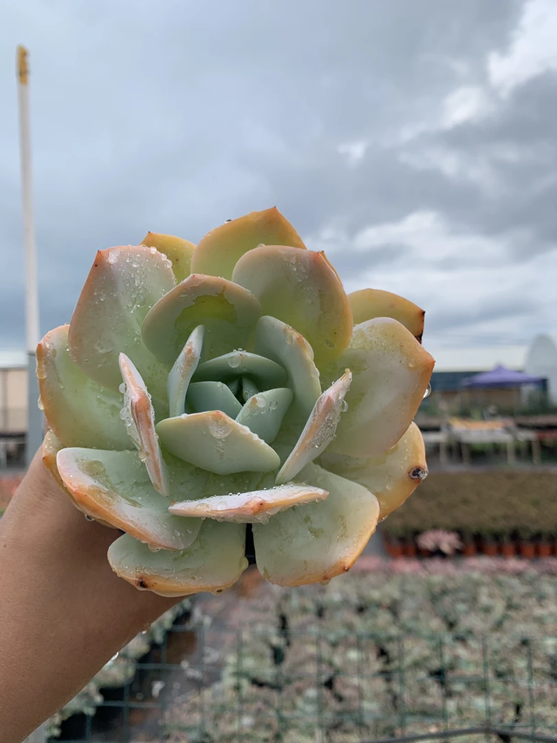 奶茶   满9.9包邮