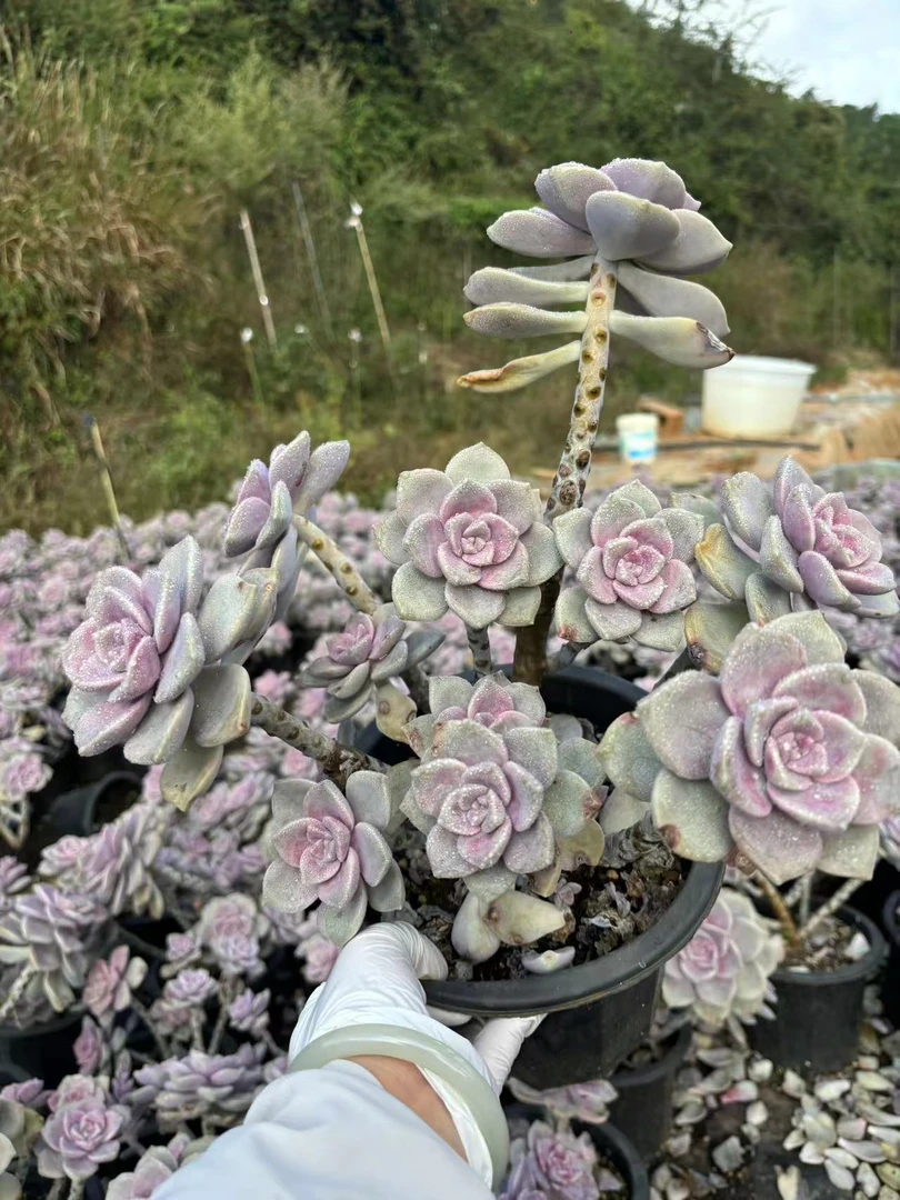 大老桩紫乐 精品多肉