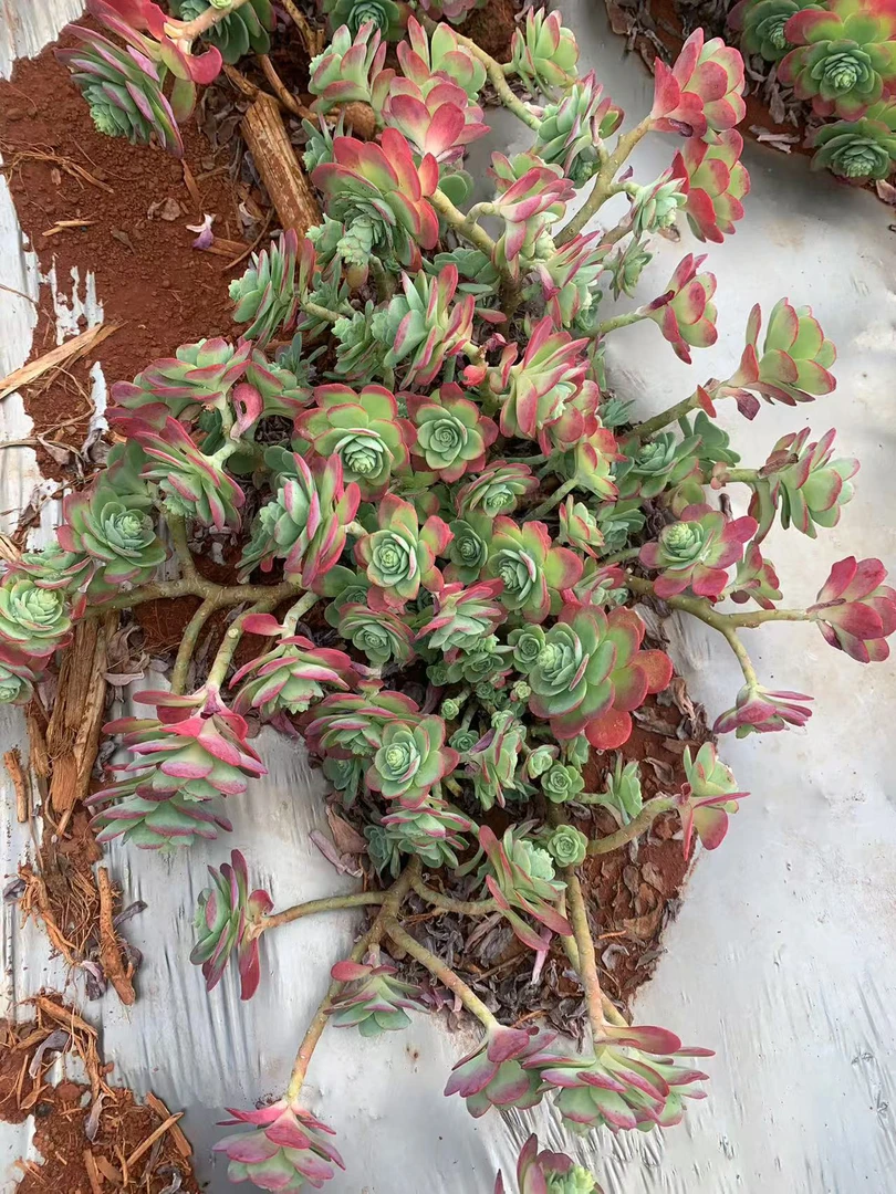 地栽薄化妆 精品多肉