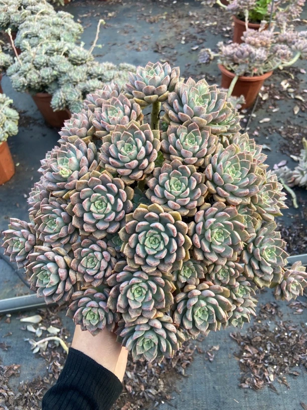 整桩群生粉布偶 精品多肉