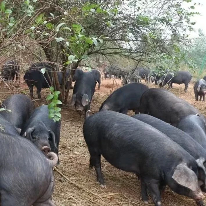 新鲜里脊肉纯农村土猪笨猪肉纯精肉现杀现称冷冻保鲜发货包邮