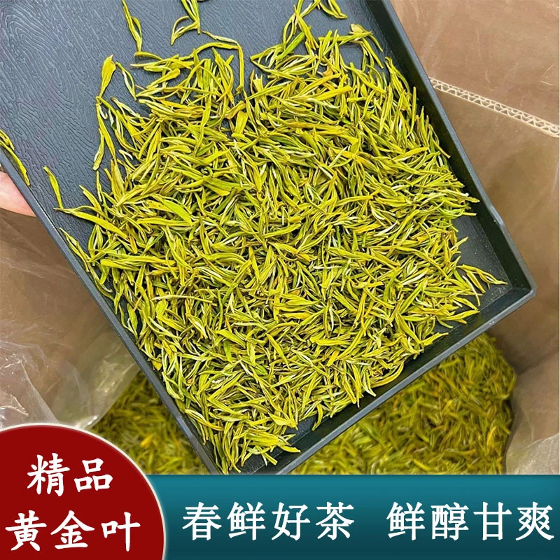 2025新茶绿茶黄金芽500g散装