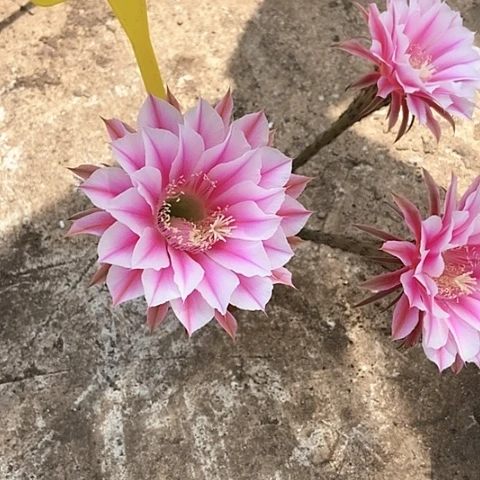 真*彩B 106仙人掌彩草