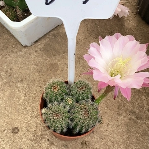 ?***悟B213仙人掌彩草