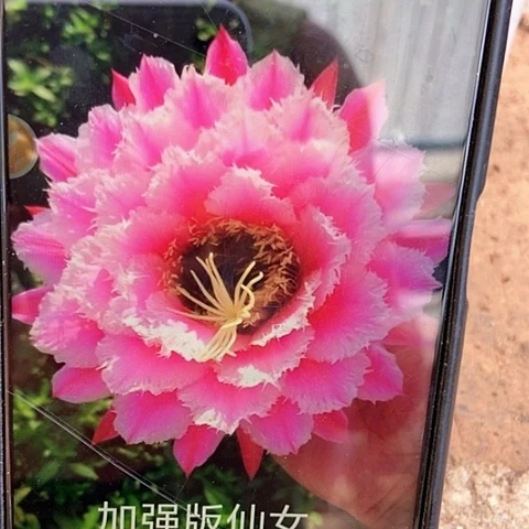 仙人掌毛花柱仙女加强版小球7 cm左右