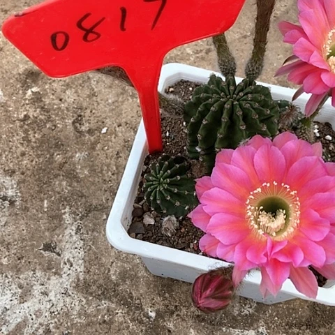 猪*0817仙人掌彩草