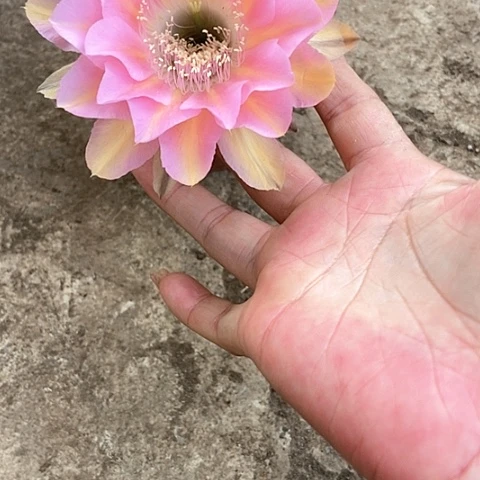 万****渡B293仙人掌彩草