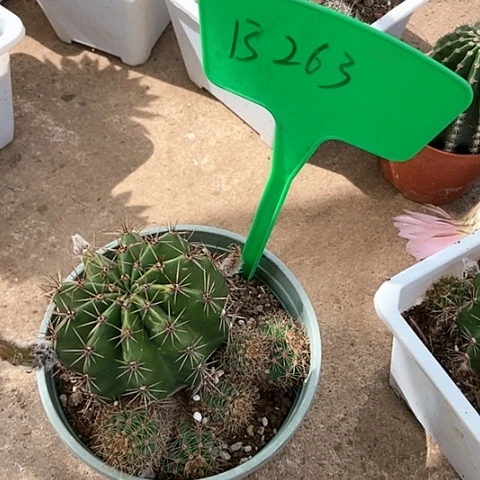 小****！B263仙人掌彩草