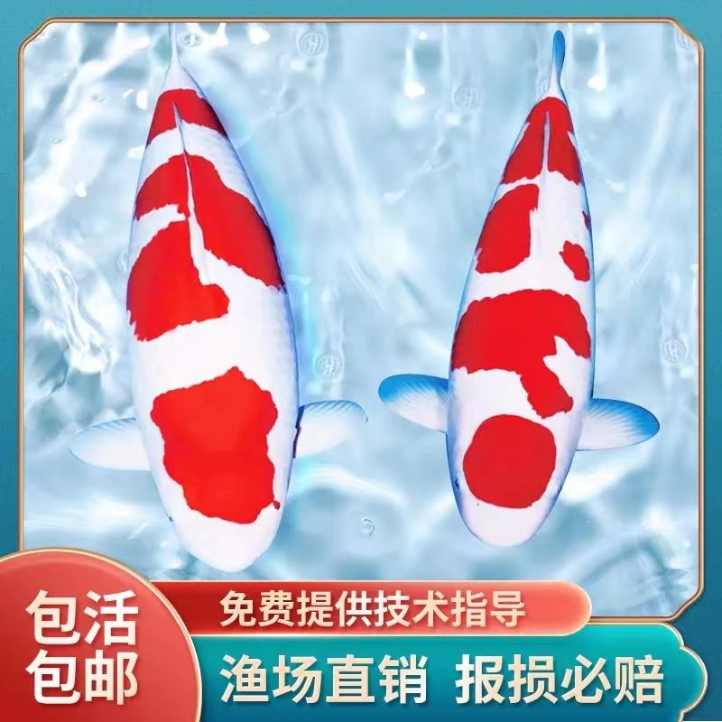 淡水锦鲤活鱼观赏鱼顺丰包邮