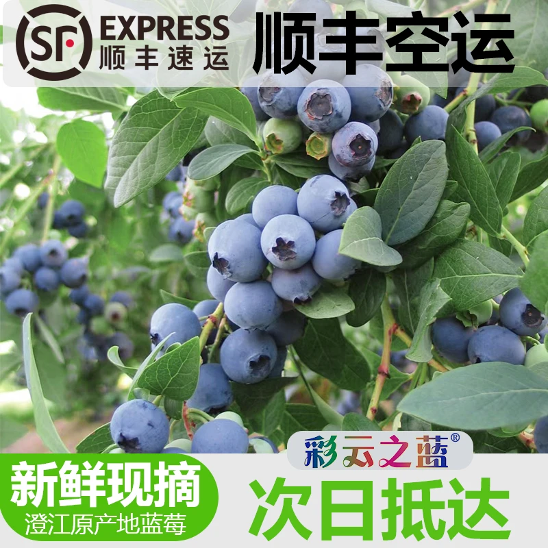 活动花香蓝莓送半斤升级更大果25号脆甜口感云南露天头茬果顺丰包