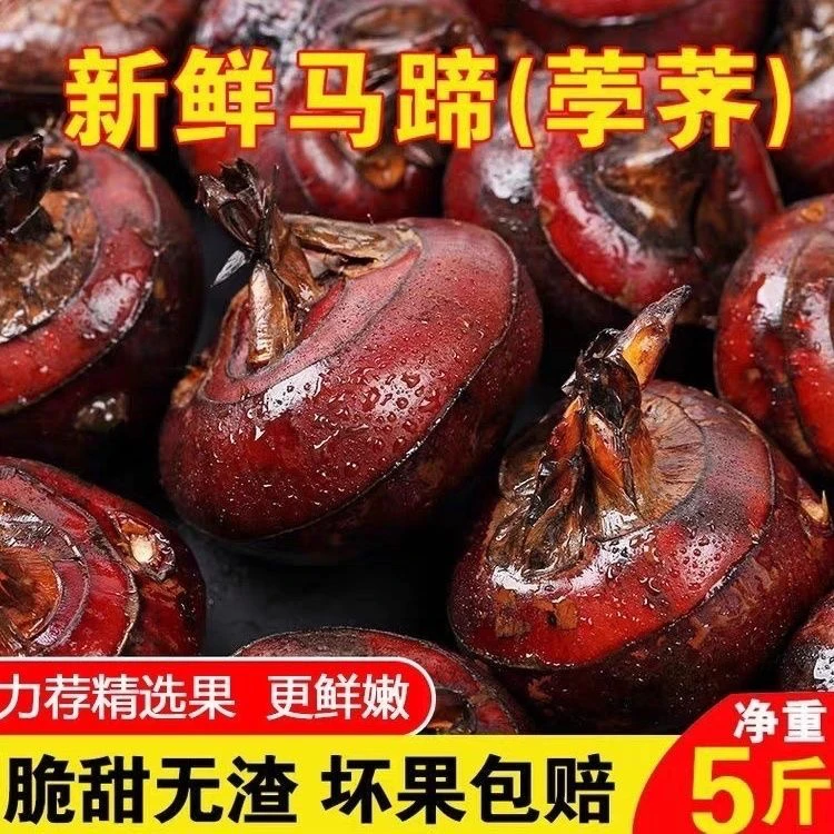 湖北黄冈团风方高坪马蹄荸荠新鲜水果蔬菜大地栗地梨现挖带泥3斤