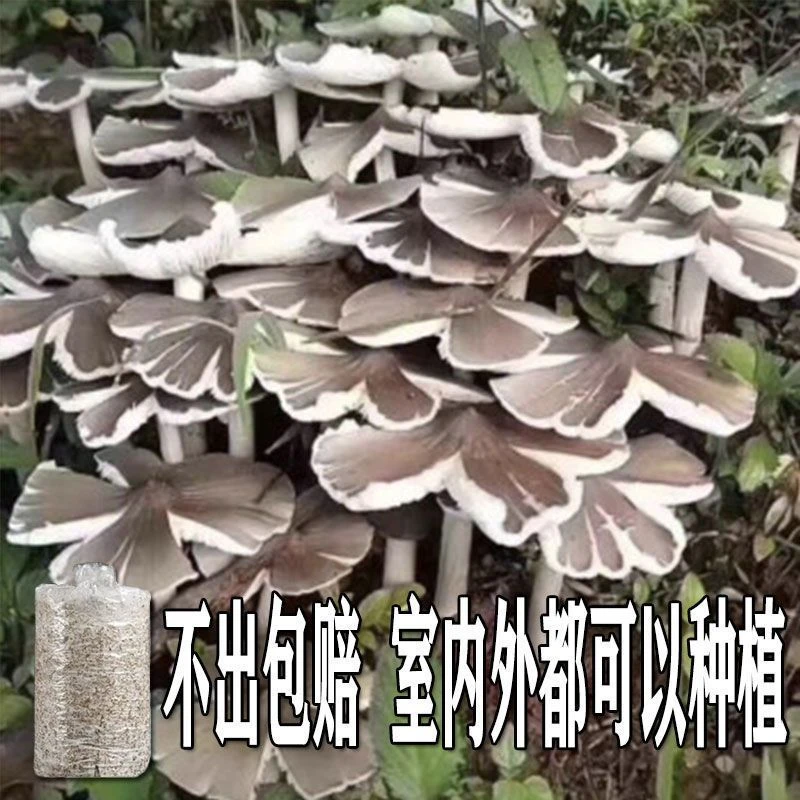 【不出包赔】云南鸡枞菌 新鲜野生菌种 伞把姑三塔菌四季菌种家