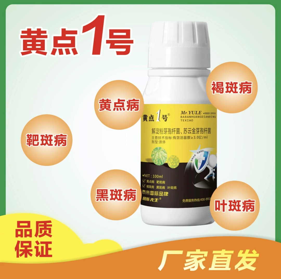 黄点一号黄瓜辣椒丝瓜西葫芦黄叶黄斑靶斑解淀粉芽孢杆菌防病增产