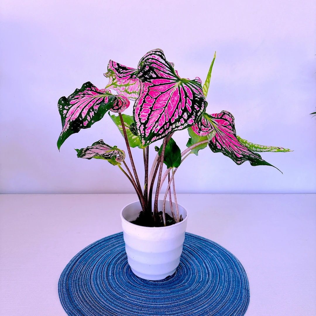 粉色和声彩叶海芋 室内绿植四季好养桌面盆栽高品A级