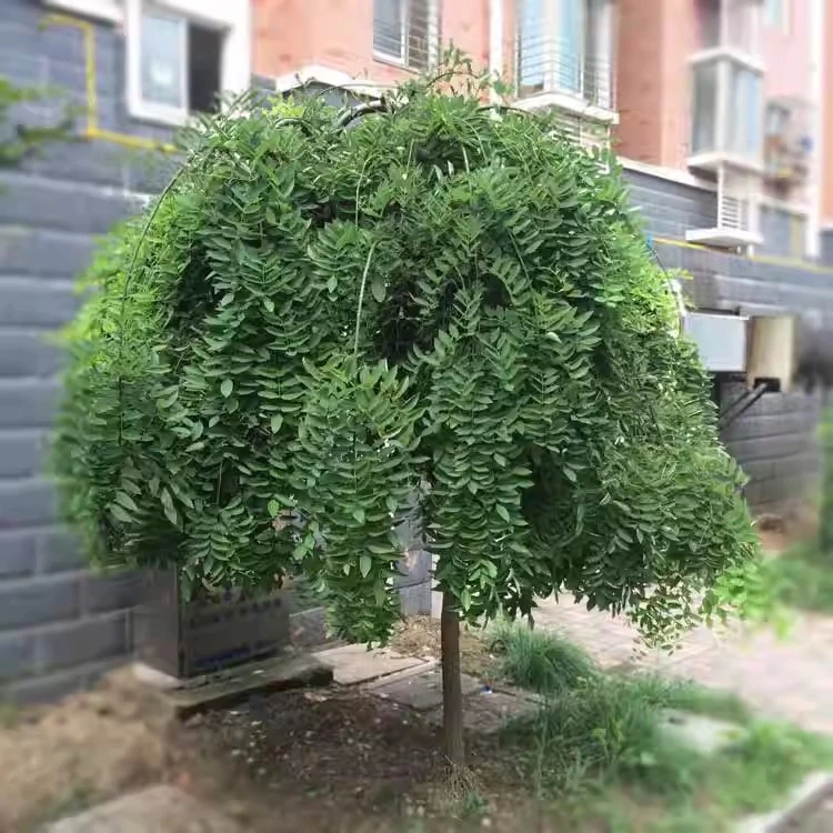 国槐树苗速生国槐苗龙爪槐垂枝槐树庭院绿化大型风景树黄金槐大树