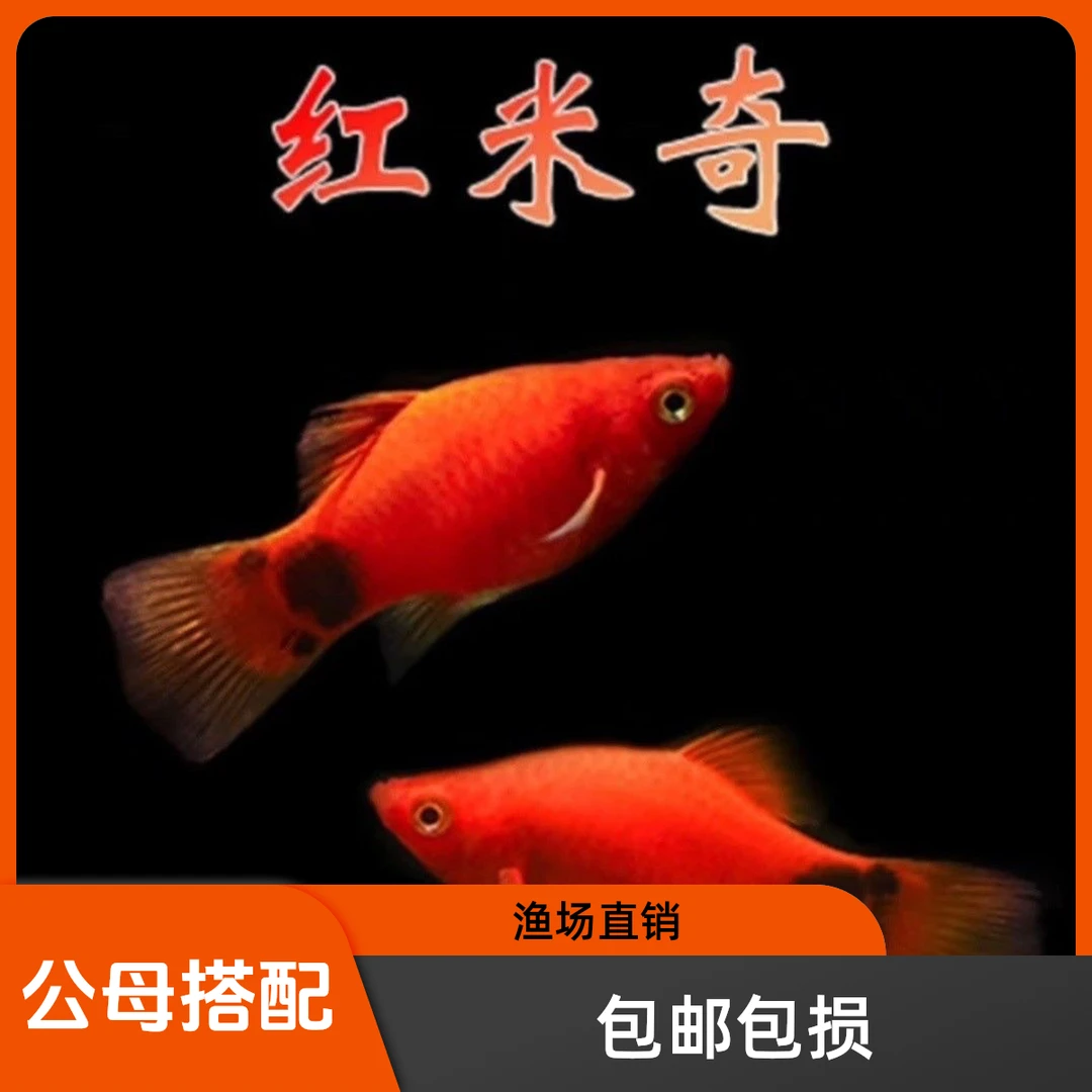 红米奇养活观赏鱼米奇鱼精品海鱼观赏鱼淡水鱼好养胎生鱼斑马鱼