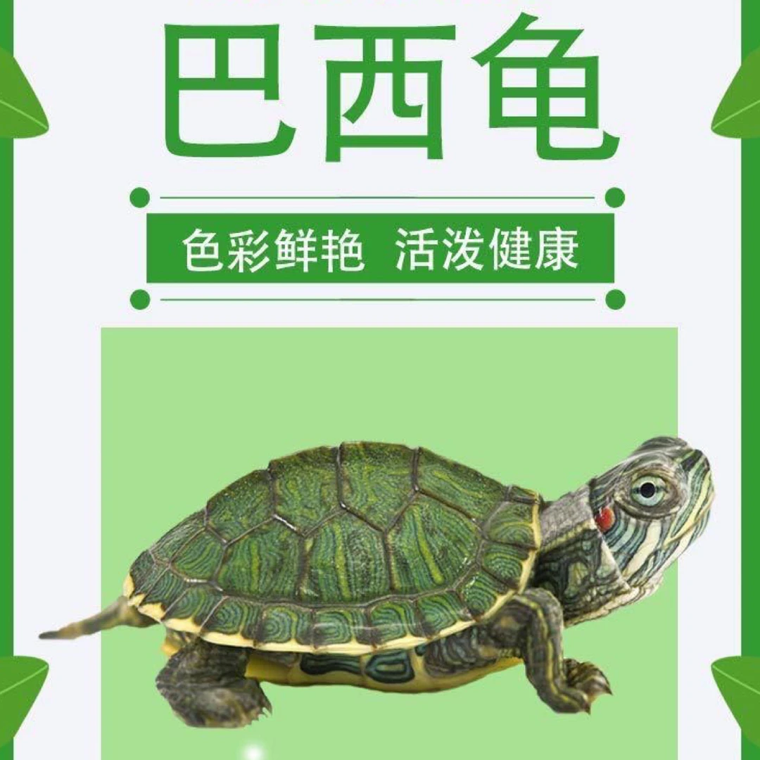 巴西龟草龟苗迷你可爱适合小朋友小乌龟饲养套餐发财龟招财龟好活