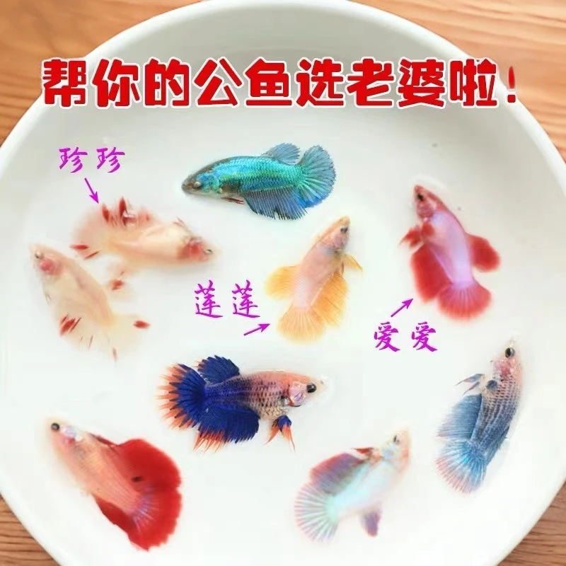 泰国斗鱼半月母鱼将军双尾活体热带小型鱼观赏鱼有卵母鱼繁殖