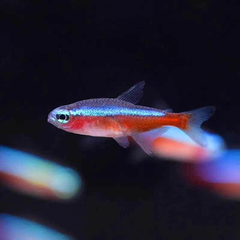 新疆包邮发货宝莲灯鱼活体灯科鱼淡水小型草缸群游好养耐活