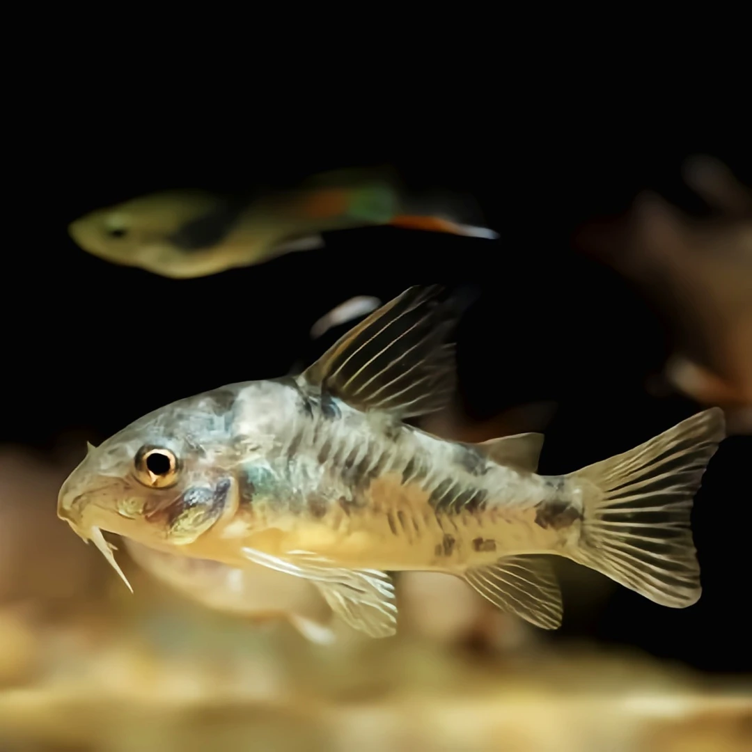 工具鼠鱼吸食残渣粪便鱼缸清洁工除藻新疆发货活体