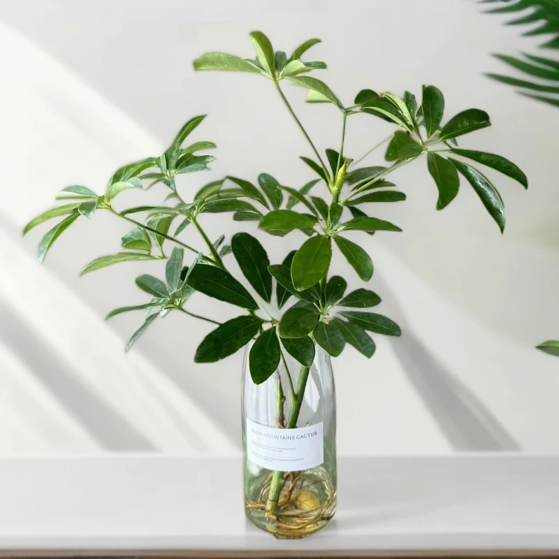 水培植物七叶莲室内绿植盆栽八方来财四季长青鸭脚木植物发财树