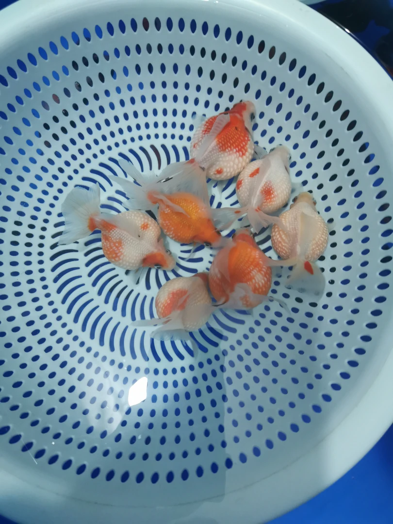 自家渔场,长年批发,珍珠,兰寿,熊猫蝶尾。