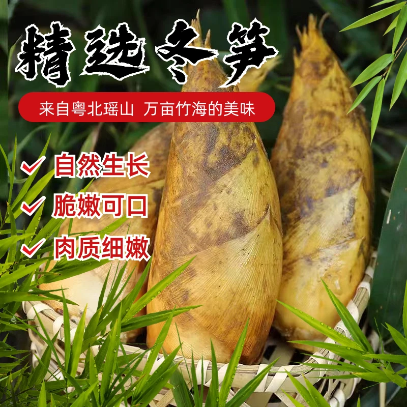 【预售】5斤精品冬笋新鲜脆嫩包邮现挖炒腊肉成熟美味鲜美包邮