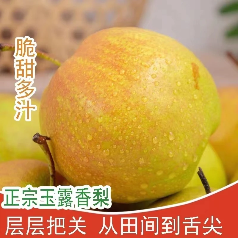 汁水丰富甜度超高平陆玉露香梨产地直发顺丰5斤-10斤包邮