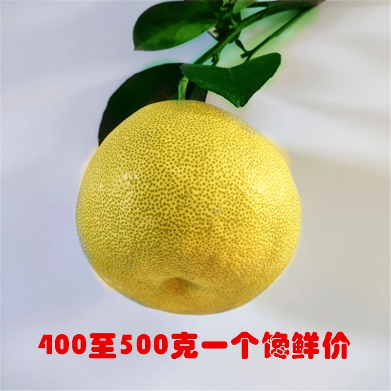 福建仙游度尾文旦柚 老树大果当季水果 柚子果园直发包邮 细嫩