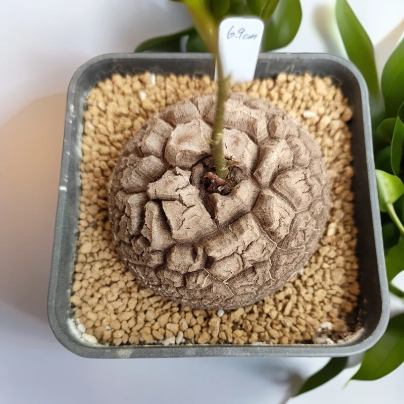 南非龟甲龙 爬藤爱心叶 冬型种 块根植物