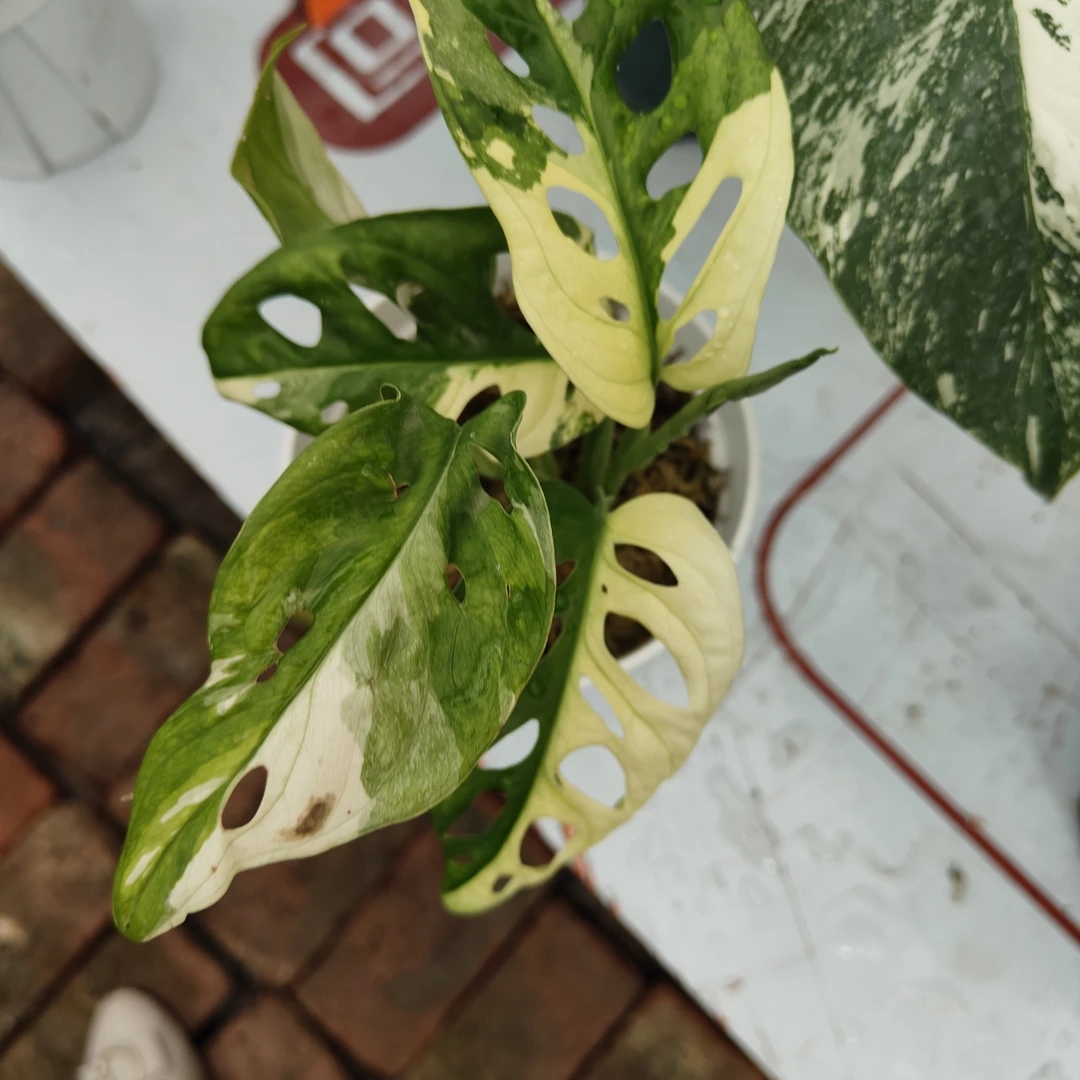 仙洞锦，观叶植物开洞叶面