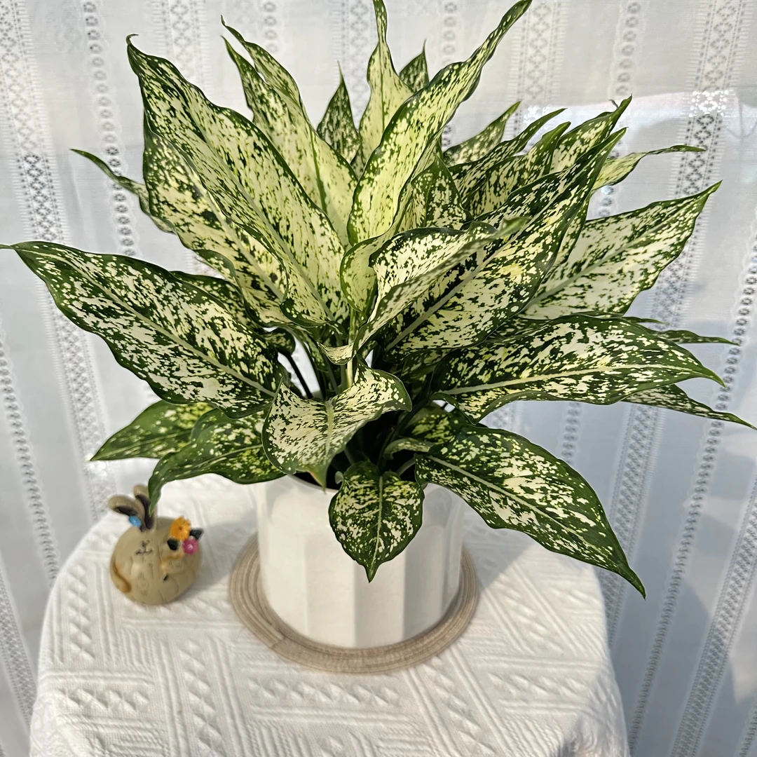 多株绿翡翠皇后花叶万年青绿植盆栽植物室内好养净化空气吸甲醛