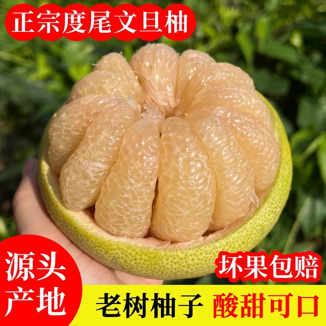 正宗福建仙游度尾老树文旦柚新鲜采摘当季孕妇水果柚子包邮5斤10