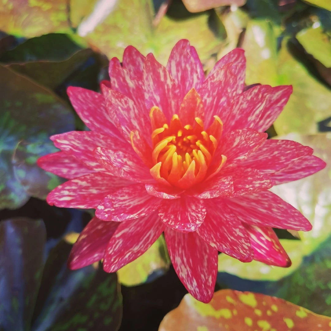 【带花苞】万维莎睡莲花苗四季盆栽莲花池塘根块花苗花苗易活