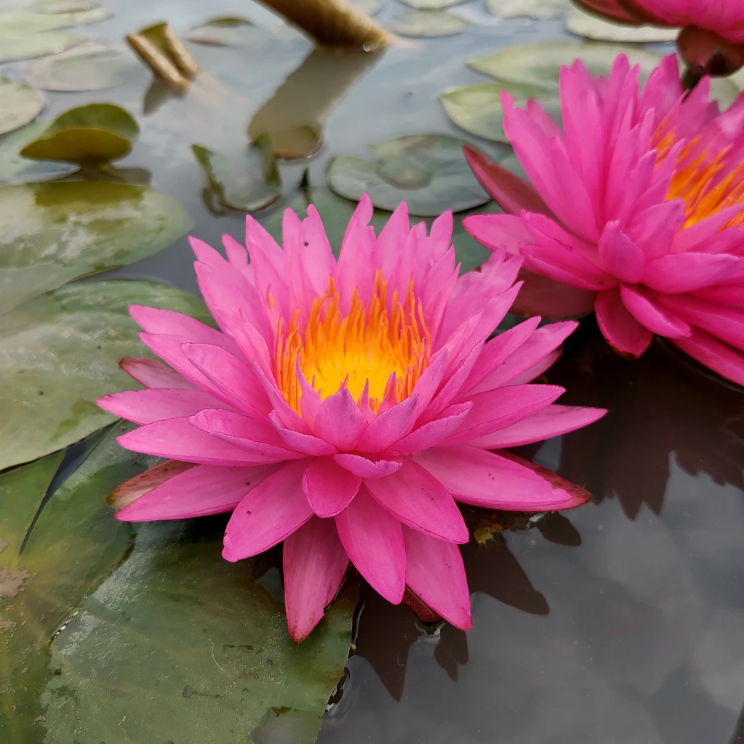 【带花苞】丝绸睡莲花苗四季盆栽莲花池塘根块花苗基地种植花苗易活
