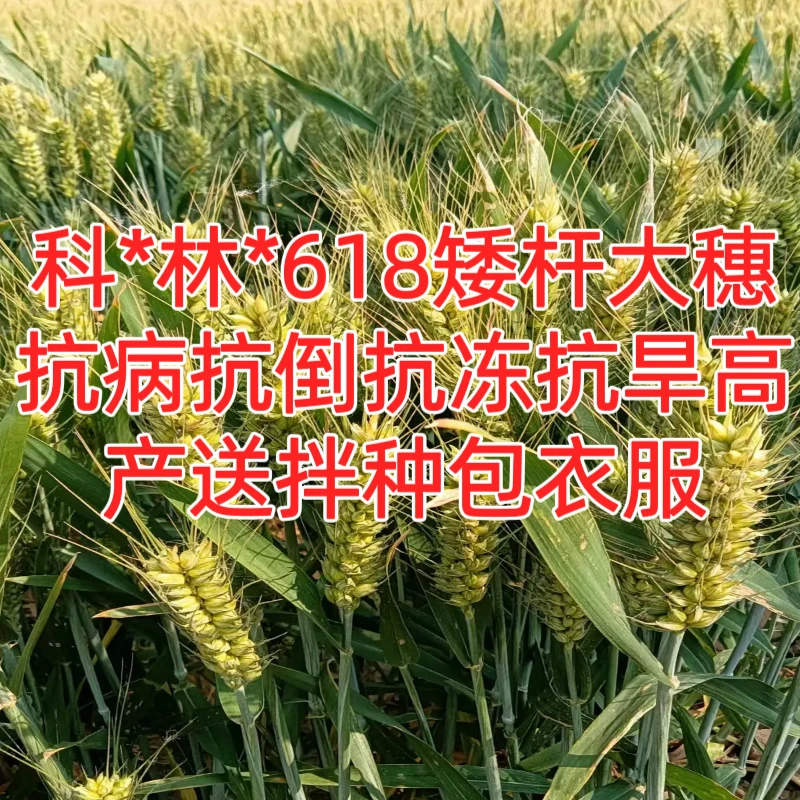 25斤装科*林*618小麦矮杆大穗高产抗病抗倒抗冻抗旱送拌种包衣服