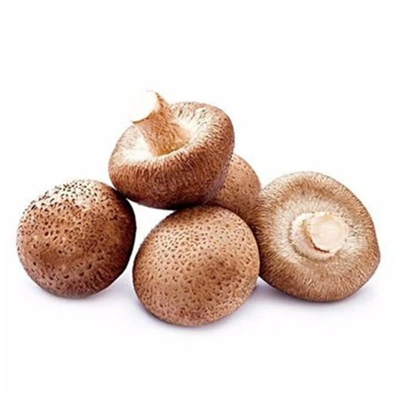 鲜香菇 约500g