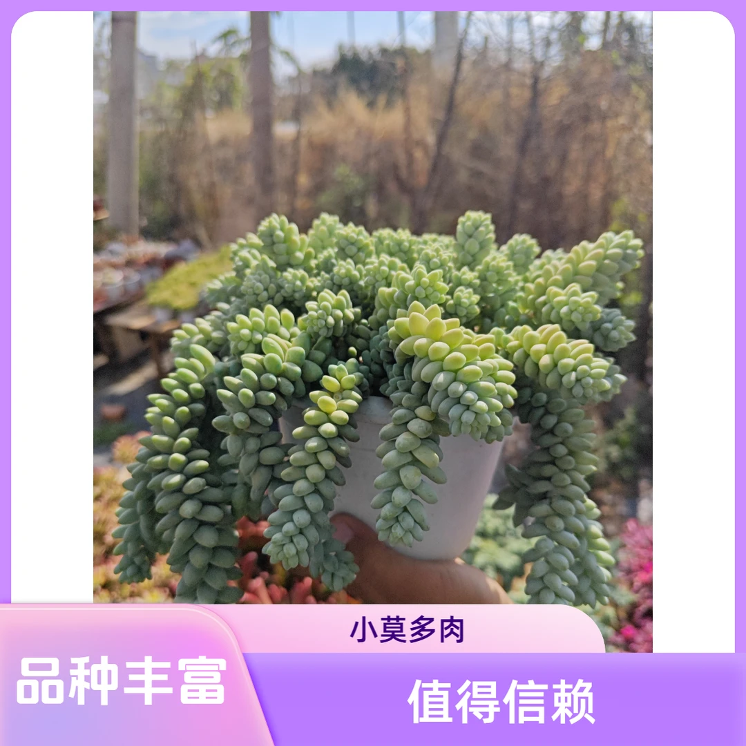 小莫多肉四号链接