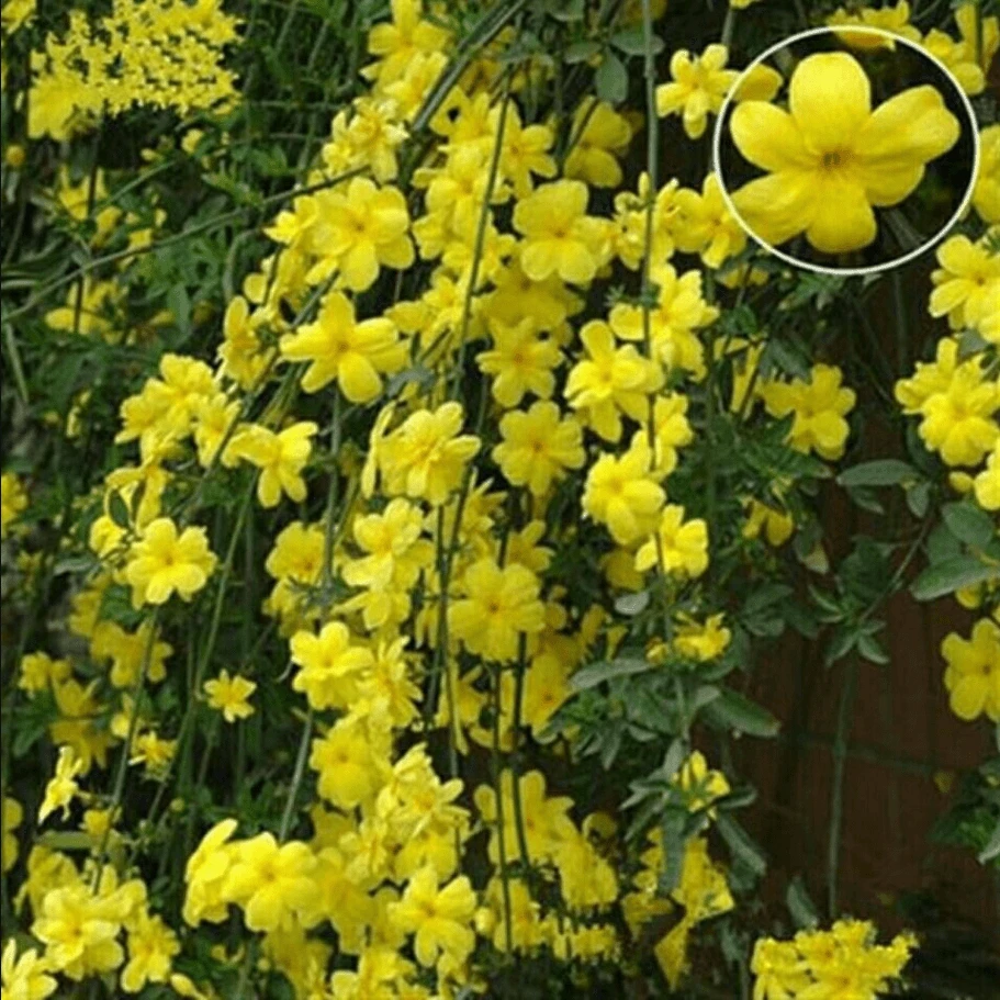 迎春花苗垂吊花卉连翘花树苗庭院阳台绿化苗盆栽地栽室外耐寒植物