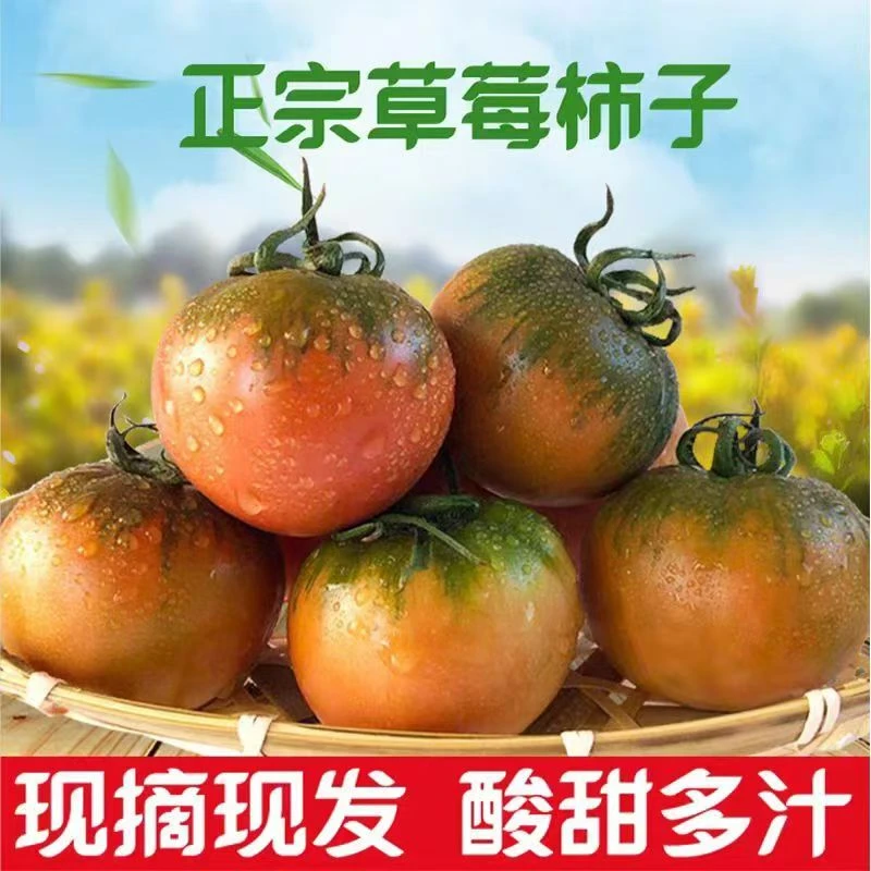 顺丰包邮丹东铁皮草莓自然熟番茄盘锦碱地草莓柿子铁皮西红柿