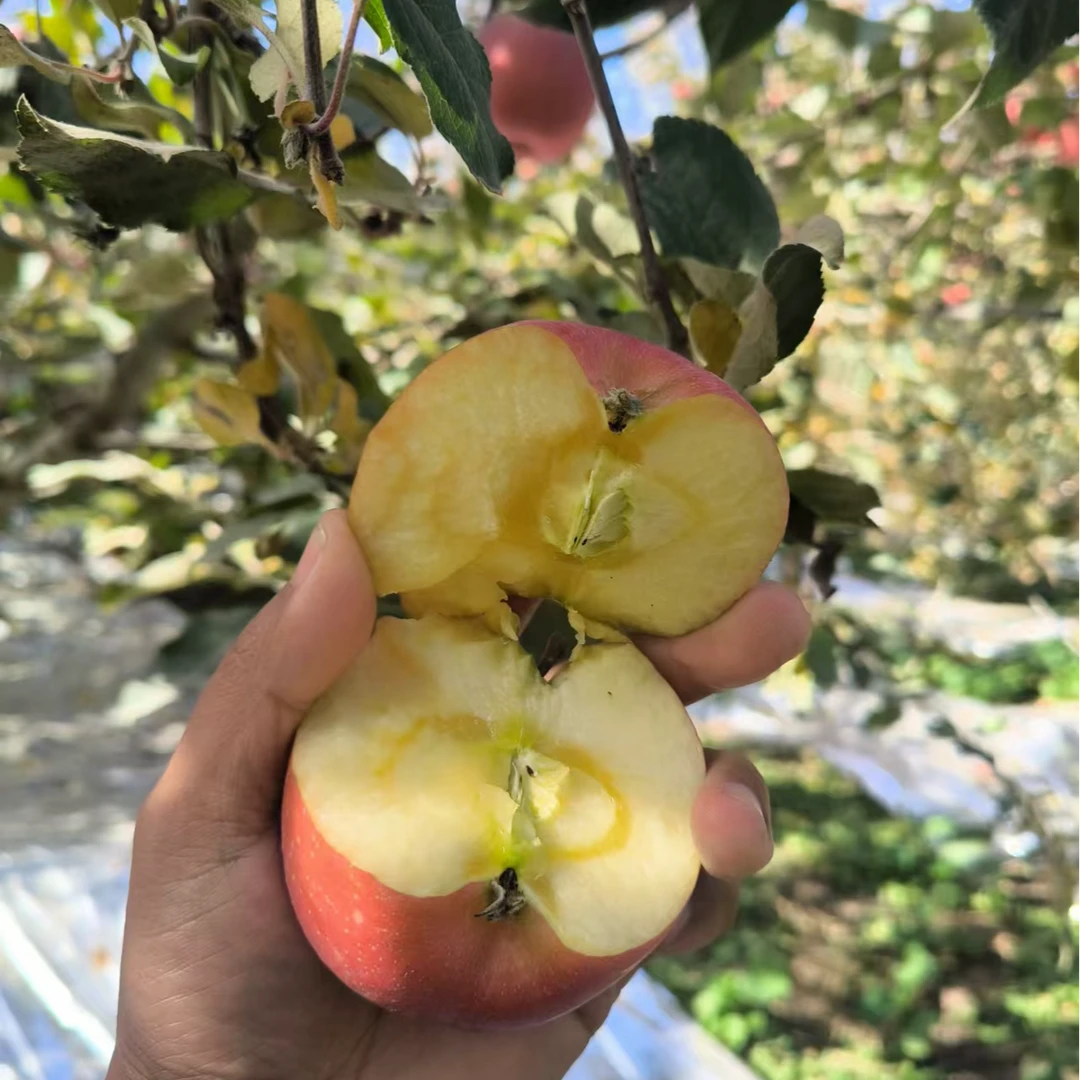 新疆阿克苏冰糖心苹果80-85mm
