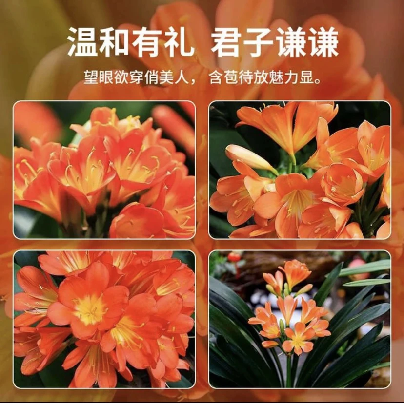 君子兰当年开花原盆原土发货